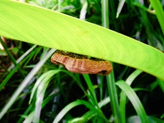 Insecta