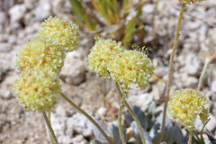 Eriogonum argophyllum