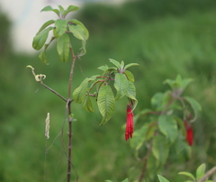 Fuchsia boliviana