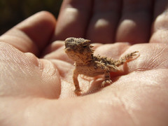 Phrynosoma coronatum