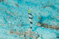 Stonogobiops xanthorhinicus