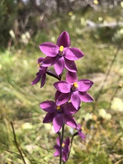 Thelymitra × irregularis