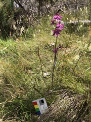Thelymitra × irregularis