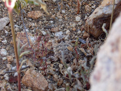 Phrynosoma coronatum