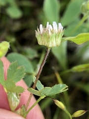 Trifolium microdon