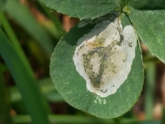 Liriomyza fricki