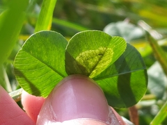 Liriomyza fricki