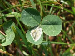 Liriomyza fricki
