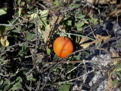 Ibervillea sonorae