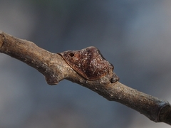 Parthenolecanium quercifex