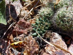Mammillaria peninsularis