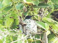 Trochilidae