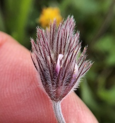 Trifolium albopurpureum