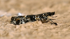 Eudonia protorthra