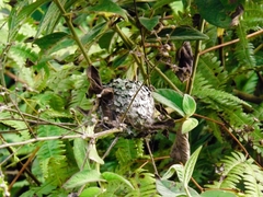 Trochilidae