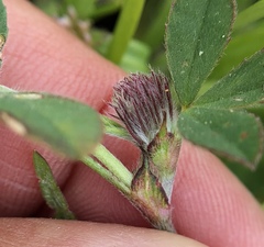 Trifolium albopurpureum
