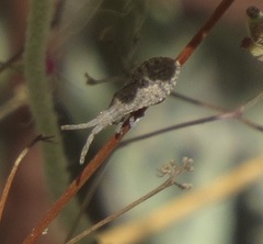 Scolopocerus secundarius