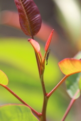 Raphidiidae