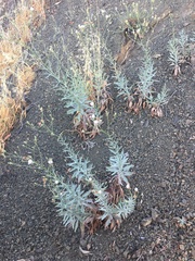 Malacothrix saxatilis arachnoidea