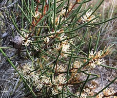 Hakea vittata