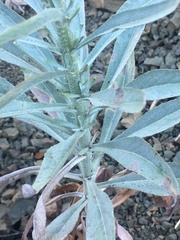 Malacothrix saxatilis arachnoidea