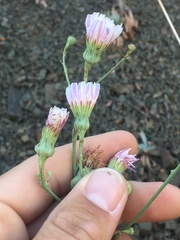 Malacothrix saxatilis arachnoidea