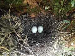 Turdus leucomelas