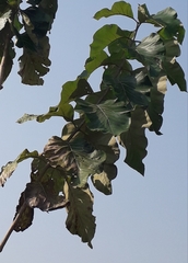 Tectona grandis