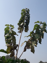 Tectona grandis