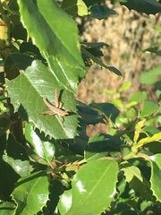 Prunus ilicifolia ilicifolia