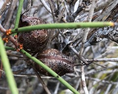 Hakea vittata