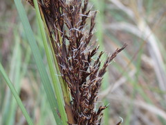 Gahnia radula