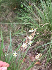 Chlorophytum saundersiae