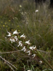 Prasophyllum odoratum