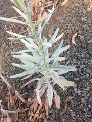 Malacothrix saxatilis arachnoidea