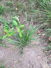Chlorophytum saundersiae