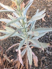 Malacothrix saxatilis arachnoidea