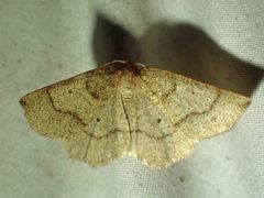 Metarranthis duaria