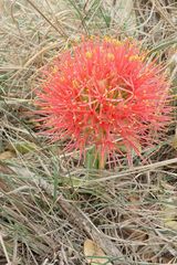 Scadoxus multiflorus multiflorus