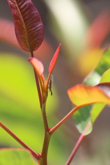 Raphidiidae
