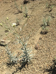 Malacothrix saxatilis arachnoidea