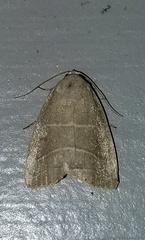 Bagisara rectifascia