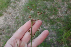 Rhynchospora recognita