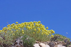 Eriogonum desertorum