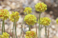 Eriogonum desertorum