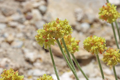 Eriogonum desertorum