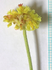 Eriogonum desertorum