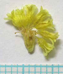 Eriogonum desertorum