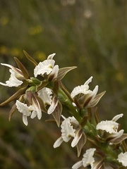 Prasophyllum odoratum