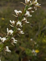 Prasophyllum odoratum